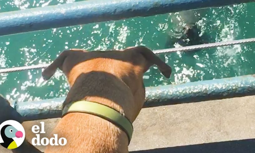 Pitbull sonriente va todos los días al muelle para visitar a leones marinos | Puro Pitbull | El Dodo