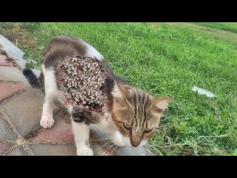 Poor Stray Cat Was Looking For Food When We Found It (Animal Rescue)