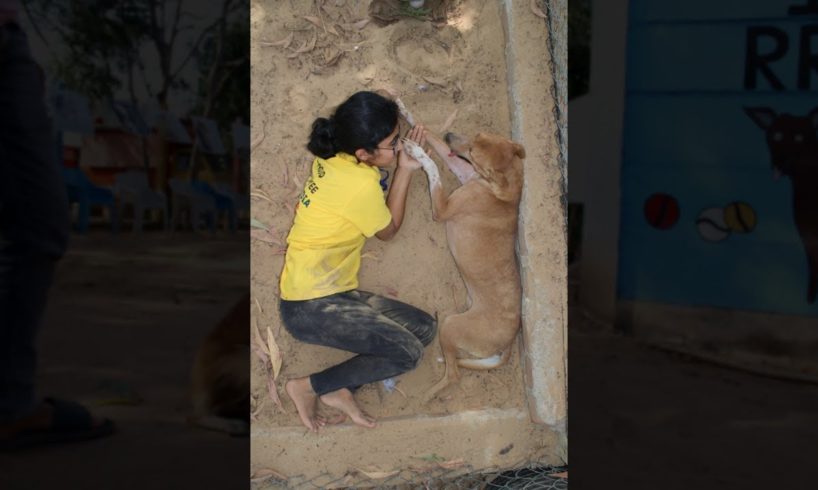 Rescue Dog With big Tumor #shorts #dogrescue #doglover #animals #dog #injured #rescuedog  #pet #pets