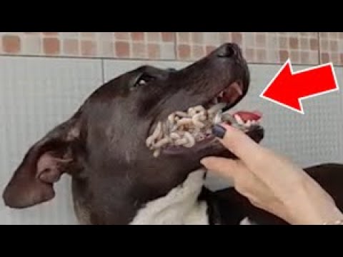 😱SHOCK! Dog Rescued From 70000+ MAGGOTS! Remove MAΝGOWORMS & Animal Rescue!