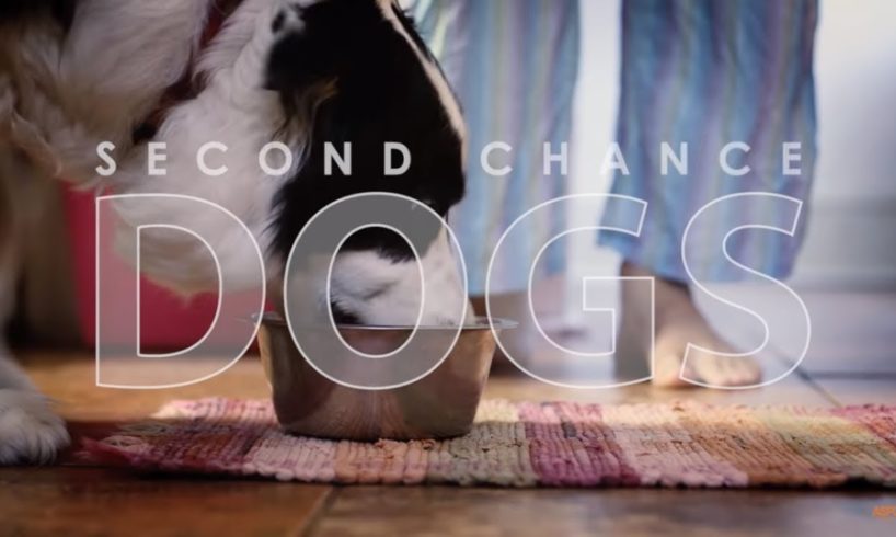 Second Chance Dogs