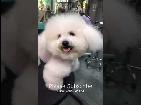 Super Cutest Puppy Cutting Hair, Dogs Fashion 2022 #112 #shorts