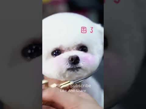 Super Cutest Puppy Cutting Hair, Dogs Fashion 2022 #151 #shorts