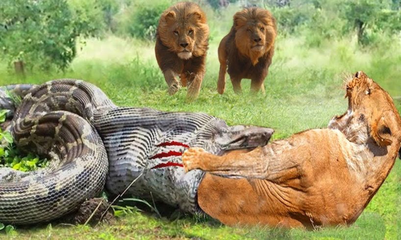 TERRIBLE! LION SCRATCHES GIANT PYTHON►LION Vs BUFFALO►Craziest Animal Fights Caught On Camera!