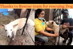 Thanks 🙏 to Rescue team for rescuing 🐕 Mother Dog...🥺 | #shorts | #GyanShare | #Createwithcare