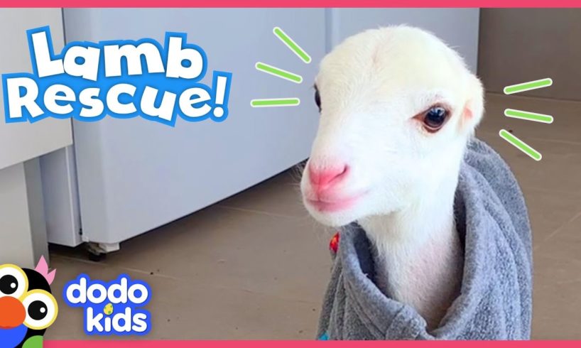 These Dog Rescuers Save a Lamb With No Ears | Animal Videos For Kids | Dodo Kids