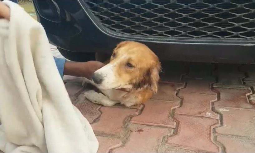 This poor dog was found with a massive wound on his neck