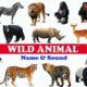 🐅🦏 WILD ANIMALS NAME AND SOUND  | WILD ANIMALS NAME IN ENGLISH |  LEARN WILD ANIMALS | WILD ANIMALS