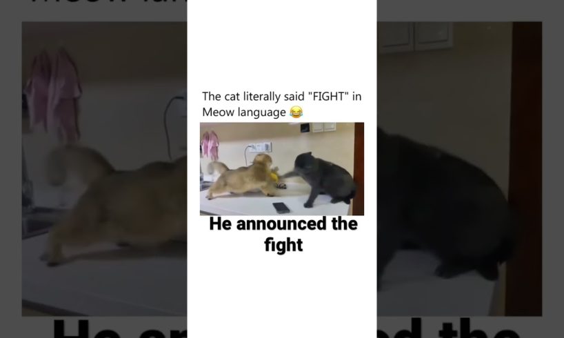 What domesticated animal fights as much as a cat does? #Cats #shadow boxing #Shorts #PetOwner￼