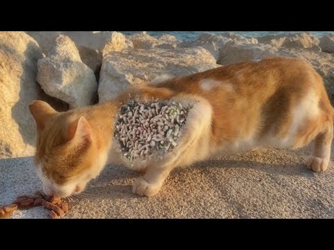 Wooow ! ! Yellow Stray Cat Was Looking For Food by the Seaside and i Found Him (Animal Rescue Video)