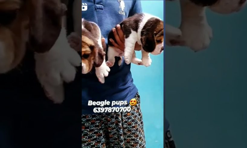 Worldest //cutest puppies 🐶 😍😍❣️🤩🤩 #viral #pets #shorts #trendingvideo #india #dogslover