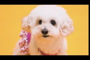 cutest funny puppies 2022#shortsvideo