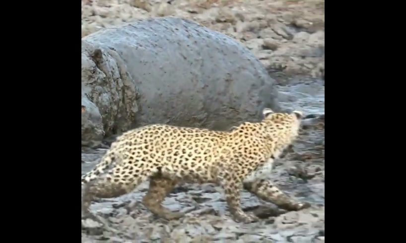 hippo surprised leopard | #shorts #facts #animals