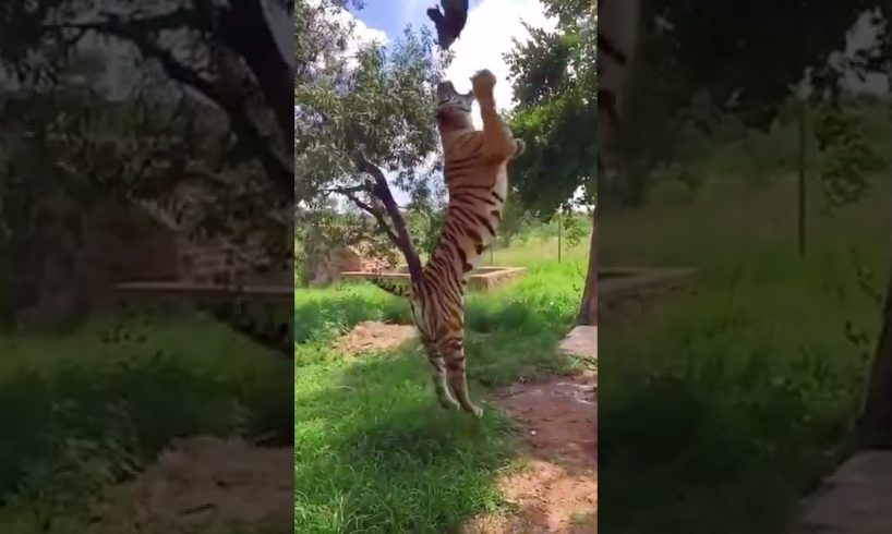 #shorts The tiger’s jumping ability is strong than the lion’s#animals