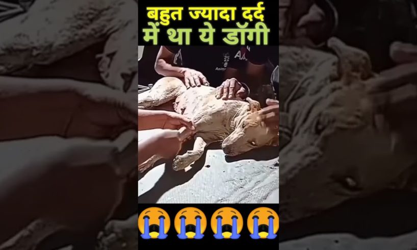 #shorts सही समय पर बचा लिया  Emotional dog rescues#shortvideo