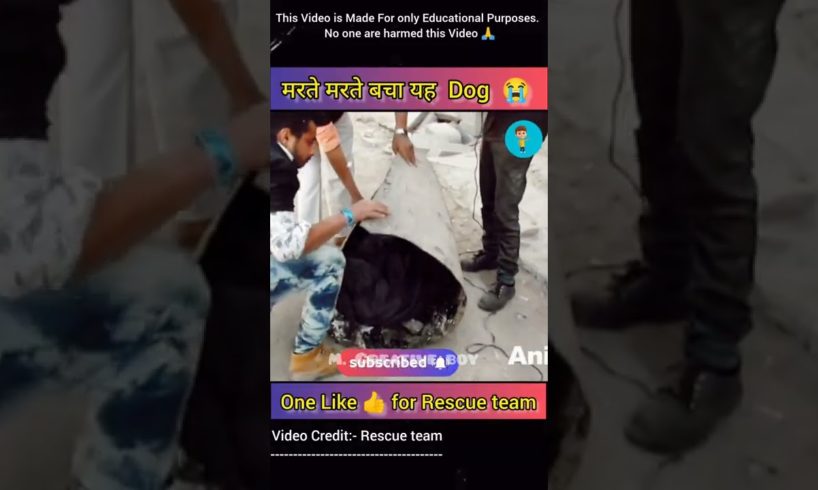 तार्कोल में बहुत बुरी तरह से फसा Dog😭 | Dog lover | Heart Touching  story|Animal rescue #shorts