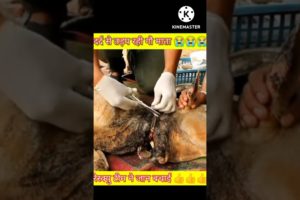 दर्द से तड़प रही गौ माता 🥺😭 की जान बचाई animal rescue team ne !! itz nitin 07 #ytshorts #shorts