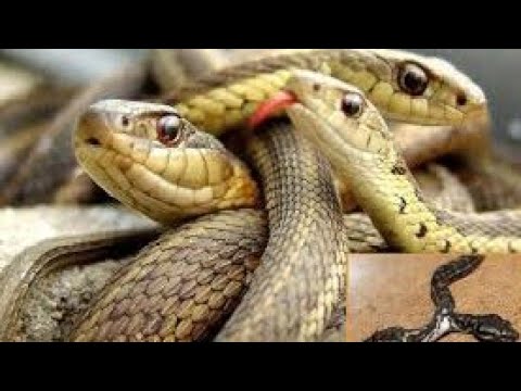 यार ये क्या हैं #shorts #short #youtubeshorts #snakerescue #rescue @MrBeast