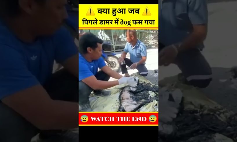 ⚠️ये कुत्ता पिगले हुए डामर में गिर गया 😰#shorts #viral #ytshorts #rescue