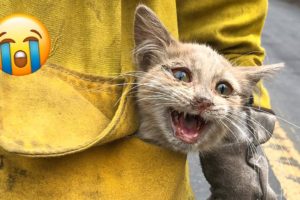 11 Rescued Animals That Will Break Your Heart 😿