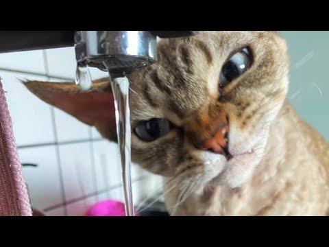 Funny animals - Funny cats / dogs - Funny animal videos 229