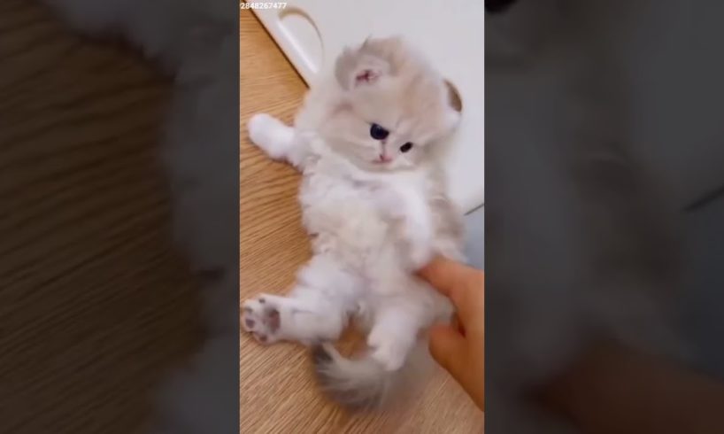 CUTEST PETS - ADORABLE CUTE PUPPIES - Watch baby animals in funny and cute videos #16