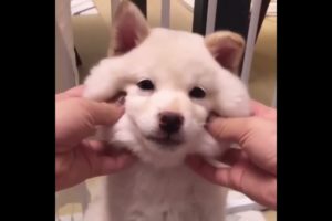 Cute baby animals Videos Compilation cutest moment of the animals   Cutest Puppies