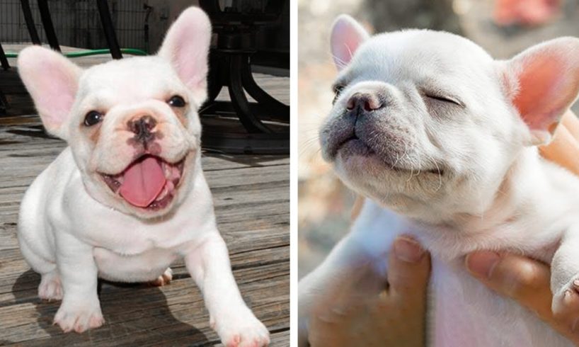 😍Cute Bull's Dog Will Make You Happy Every Day🐶| Cutest Puppies