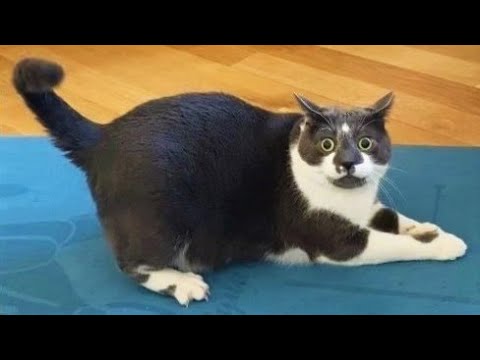 Funny animals - Funny cats / dogs - Funny animal videos 232