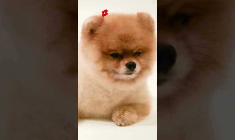 The Cute Pomeranian Dog | Funny Mini Baby Puppy | World's Cutest Puppies #pomeranian #shorts #dog 01