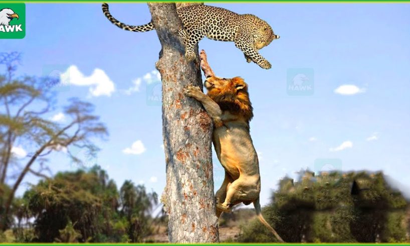 30 Mistakes When Big Cats And Animals Fight In The Trees...