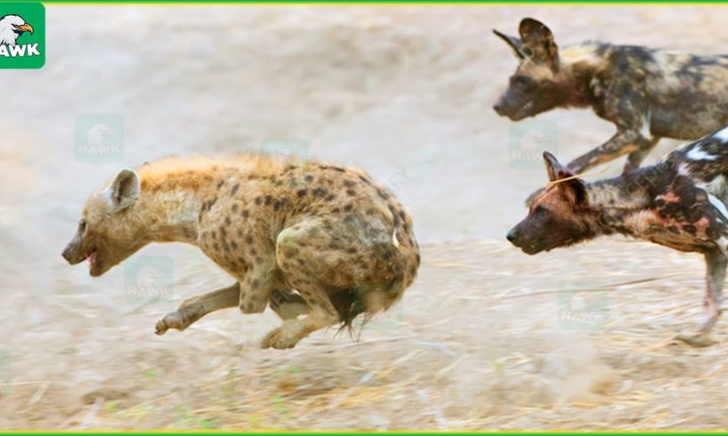 50 Terrifying Moments When Hyenas Become Prey | Animal Fights