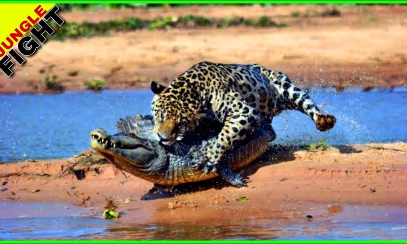 6 Scary Moments When Crocodiles ||  मगरमच्छ को ऐसे हमले देख ने केलिए चाहिए जिगरा | #crocodile