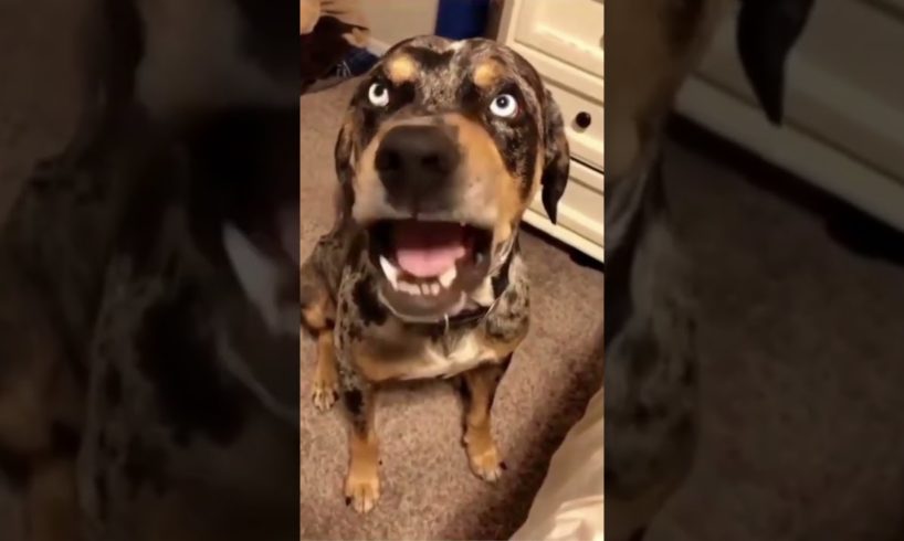 Amazing Funny🐶Dogs Fail ops Moments Viral Clips #shorts Video🤣|| #trending #animals #funny #reels