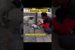 Amazing Rescue | Reaction Video #shorts #dog #puppy #rescue #rescuedog #reaction