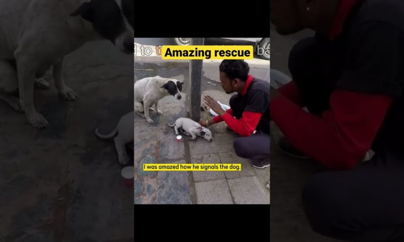 Amazing Rescue | Reaction Video #shorts #dog #puppy #rescue #rescuedog #reaction