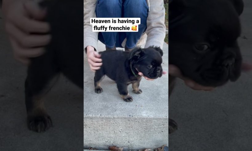 Amazing fluffy french bulldog| Cutest puppy ever