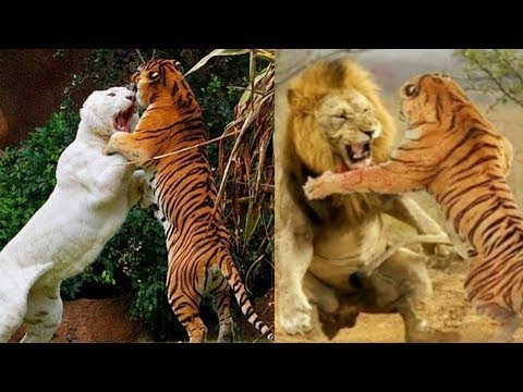 Animal Fights l Wild Animals l Wildlife l Tiger vs Lion l Wild Animal Fights #shorts #wildanimals