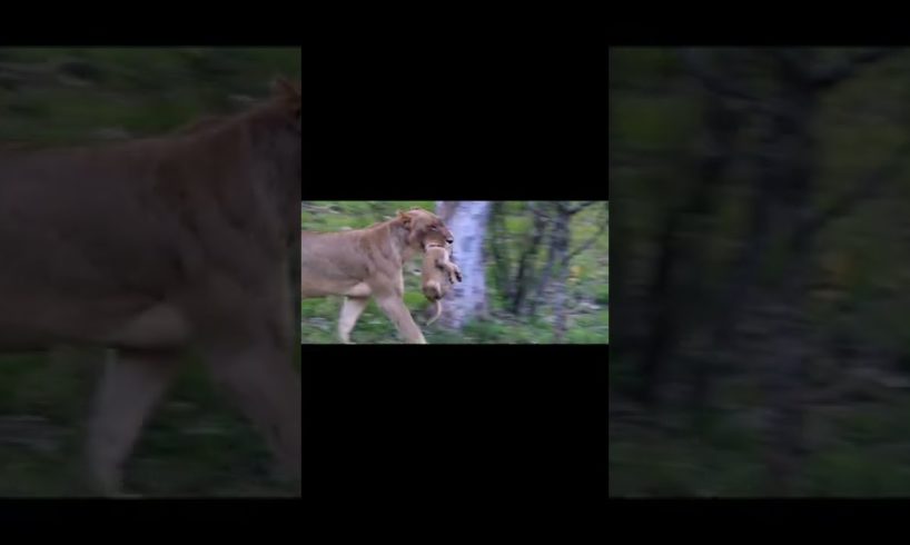 Animal World Records - How Lioness Takes Care Of Her Children #shorts #animallover