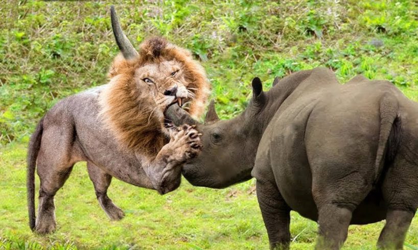 Animal fights caught on camera. Predators are furious.