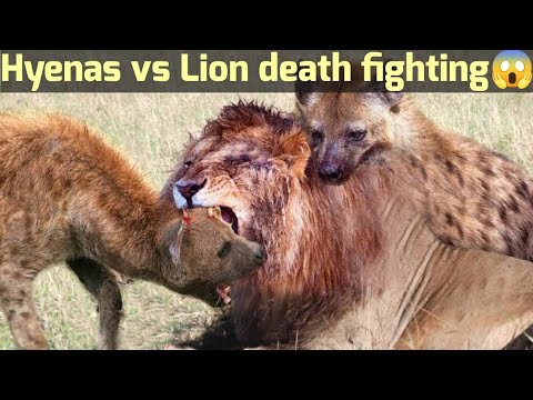 Animals Fighting For Food | Lion Vs Hyena, Wild Dog Amazing