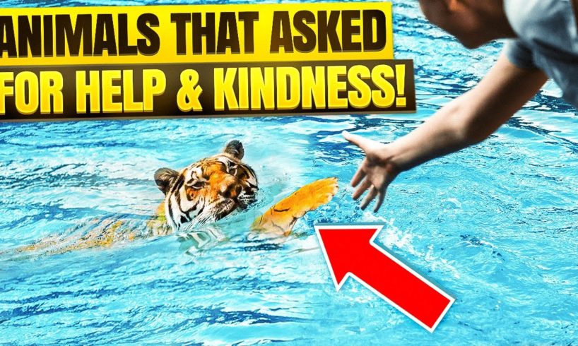 Animals That Asked People for Help & Kindness! Real Life Animal Rescues  (Must Watch)