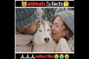 Animals amazing facts |facts about animals #facts #shorts #2022