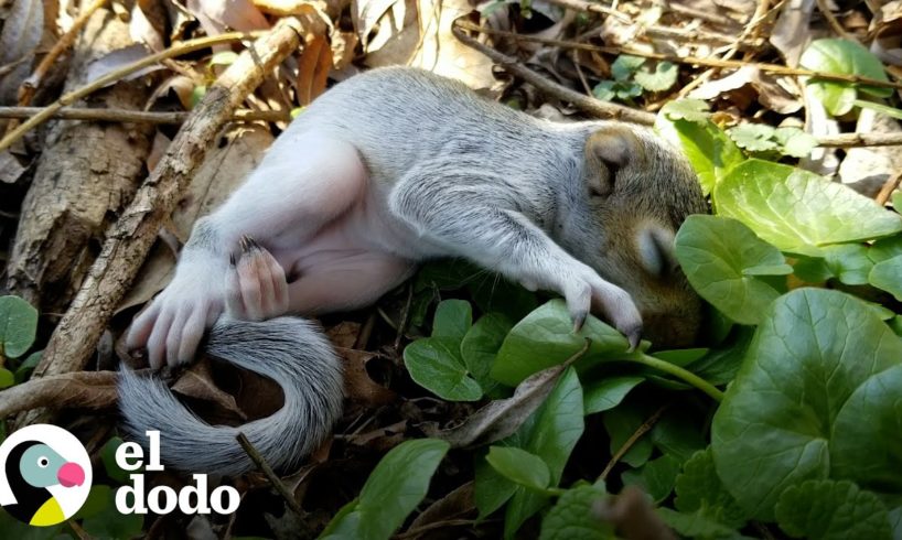 Ardilla salvaje decide vivir junto al chico que la rescató | El Dodo