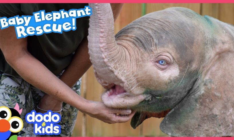 Baby Elephant Is So Brave With Her Rescuers | Rescued! | Dodo Kids