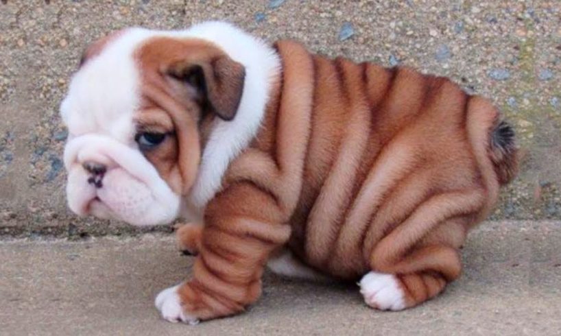 Bulldog Puppies 😍 Cute Bulldog Puppy Videos