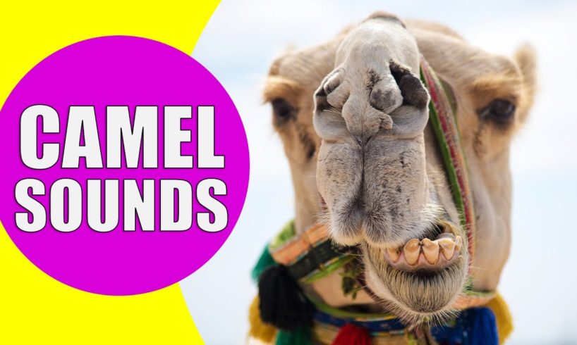 CAMEL SOUNDS | Learn Animals with Kiddopedia #Shorts