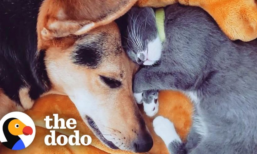 Cat Goes On Walks With His Dog In The Cutest Way | The Dodo Odd Couples