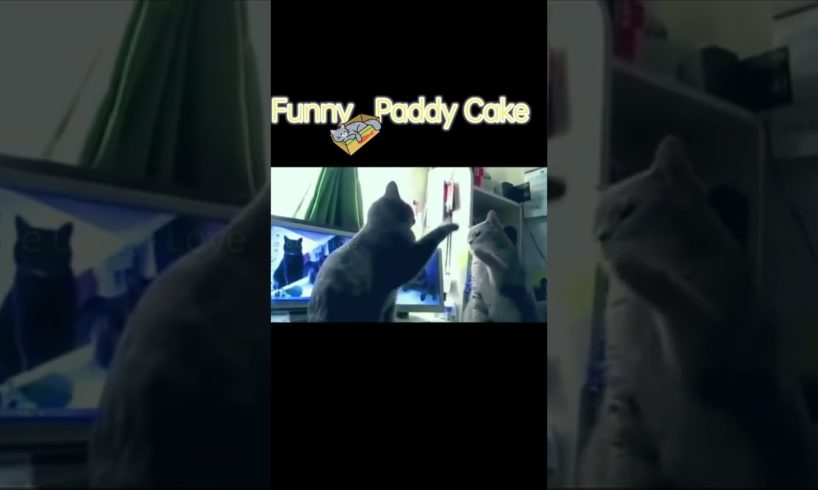 Cats Playing Paddy Cakes | Funny Cats 🐈| Funny Animals 🤣🤣| Funny Animals 2023