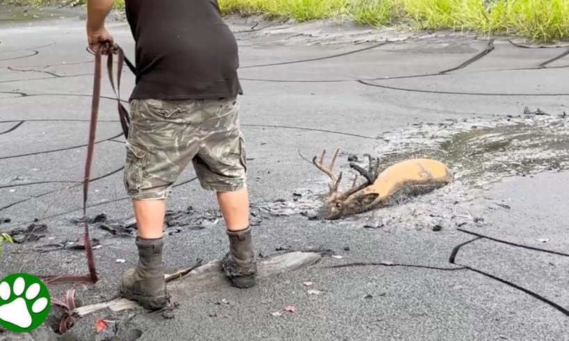 Compassionate Men Rescues Buck Stuck In Mud